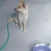 Marcelo Chang Velasco - @marcelo.chang.vel - TikTok