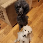 Bobby Watson+Archer Beau - @bobby.watson.poodle - Instagram