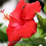 Marchell Scott Photography - @marchell_scott_photography - Instagram