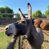 Marci Boyles - @marciboyles - TikTok