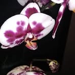 Marci Hamilton - Facebook