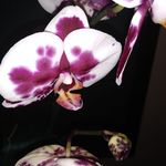 Marci Hamilton - @lovechild9_ - Instagram