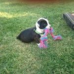 Marci Widness-Hamilton - @hamiltonz21 - Instagram