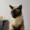 marcihoffman700 - @marcihoffman700 - TikTok