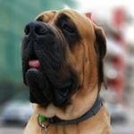 Mastiff Marci - @mastiffmarci - Instagram