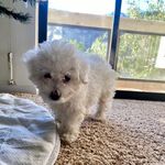 Monroe - @monroe.marcilee - Instagram
