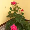 marciperez - @marciperezt - TikTok