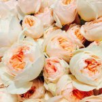 Marci & Leah Starr - @bloomdesignaz - Instagram