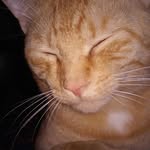 Marci Torres - @housemeows - Instagram