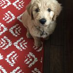 Marci L. Williams - @poodle.williams - Instagram