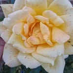 Marcia Willis - Facebook