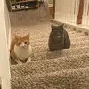 Stanky & Kitty wittow - @marciawillis3 - TikTok