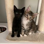 Marcia Albert - @homealonekittens - Instagram