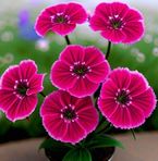 Marcia Barron - Facebook