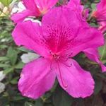 Marsha Calvert Guffey - @guffeymjcg - Instagram