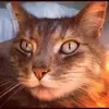 Broderick Gutmann V - @marcia_cormier19 - TikTok