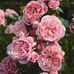 Marcia Crouch - Facebook