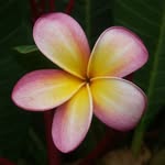 Marcia Flora - @marcia01flora - Instagram