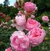Marcia Gallo - Facebook