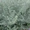 Marcia Gallo - @marcia.gallo24 - TikTok