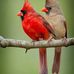 Marcia Goss - Facebook
