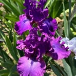 Marcia Lambert - Facebook