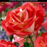 @marcia_link2020 - Instagram