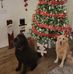 Marci McDowell Cummard - Facebook