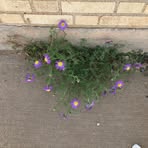 Marcia Merrell - Facebook