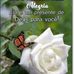 Marcia Morelli - Facebook