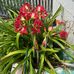 Marcia Pearce - Facebook