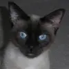 marciasilverman - @drolma108 - TikTok