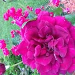 Marcia Spring Hardesty - @marciaspring - Instagram