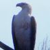 Marcia Thomson - Facebook
