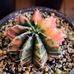 Marcie Wang - Facebook
