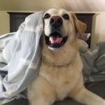 Marcie Bell - @marcies_modern_life - Instagram