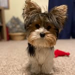 Marcie Fox - @littlebigfox9 - Instagram