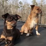 Marcy & Maxwell - @maxwell.marcy - Instagram
