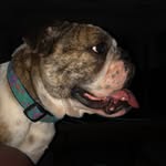 Marcie May - @marcie_theenglishbulldog - Instagram
