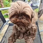 Marcie-May - @marciemayshihtzu - Instagram