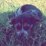 Marcie May The Beagle - @marciemay_ - Instagram