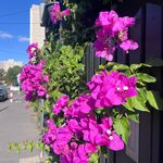 Marcie Phillips - @bspokewife - Instagram
