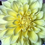 Marcie Schaefer Benusa - @schaeferbenusa - Instagram