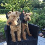 Watson & Marcie & Stanley - @welshies.watson.marcie.stanley - Instagram