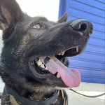 Marco Berry - @marco_the_czechshep - Instagram
