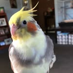 Marco - @marcobirdy - Instagram