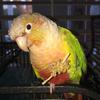 Marco The Bird - @marcothebird - TikTok