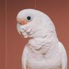 Marco The Bird - @marcothegoffins - TikTok
