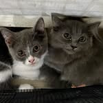 Marco.Cameron.DMax. - @spoiledbratfurbabies - Instagram