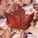 Marco Antonio - @marco.canada - Instagram